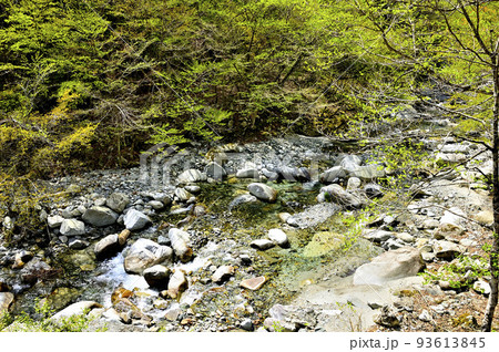 新緑の西丹沢　河内川の白石沢 93613845