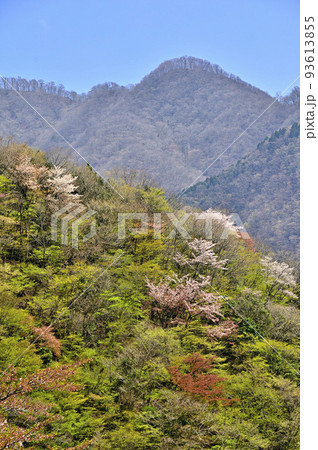 西丹沢 新緑の石棚山稜を望む 西丹沢 新緑の石棚山稜を望む 93613855