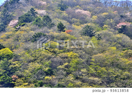 西丹沢　新緑のショチクボノ頭を望む 93613858