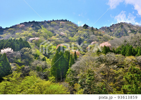 西丹沢　新緑の焼山とショチクボノ頭を望む 93613859