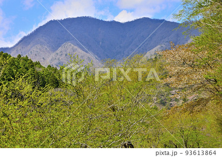 西丹沢 春色の森と日陰の大室山 西丹沢 春色の森と日陰の大室山 93613864