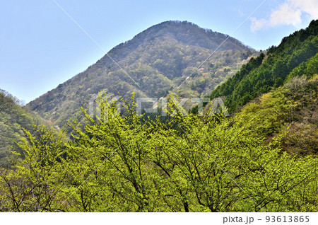 西丹沢 新緑の箒沢権現山 西丹沢 新緑の箒沢権現山 93613865