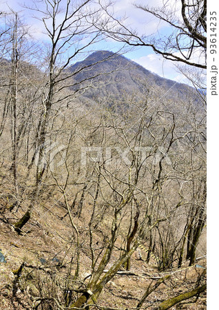 丹沢の加入道山 白石沢コースより大室山 丹沢の加入道山 白石沢コースより大室山 93614235