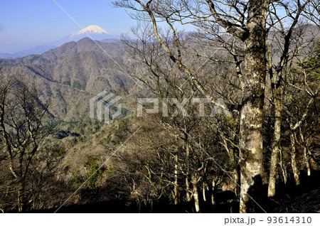 丹沢の丹沢主稜　大室山より望む富士山 93614310