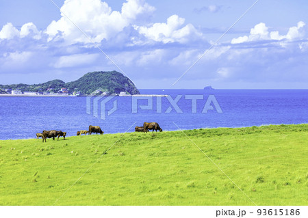 加部島の素晴らしい絶景　杉ノ原放牧場（佐賀県唐津市呼子町） 93615186