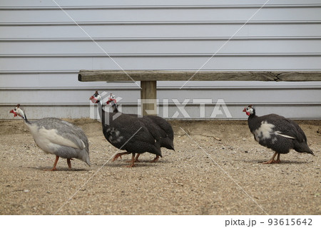 家禽種のホロホロチョウ 家禽種のホロホロチョウ 93615642
