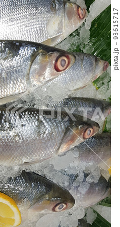 fresh fishery product milkfish or Chanidae or Cretaceous or tautonym or bandeng or bolu or in the market fresh fishery product milkfish or Chanidae or Cretaceous or tautonym or bandeng or bolu or in the market 93615717