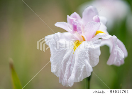 梅雨に咲く白い花菖蒲の花 93615762