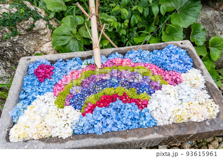 三重県津市　虹の形に作られたかざはやの里の紫陽花の花手水 93615961