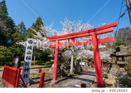 城山稲荷神社の鳥居と桜 93616093