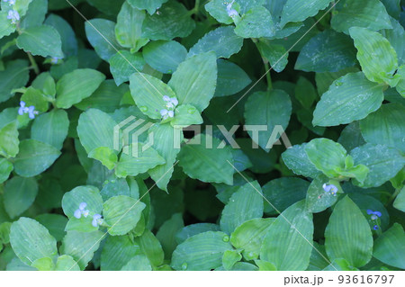 ツユクサ ツユクサ 93616797