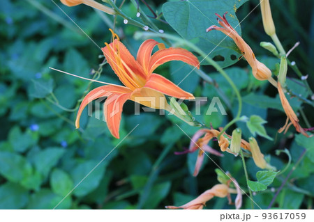 ユウスゲ 93617059