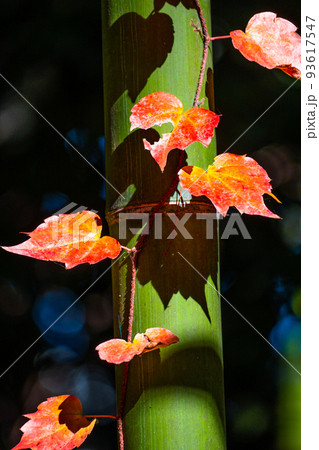 竹に絡まった紅葉した蔦 竹に絡まった紅葉した蔦 93617547