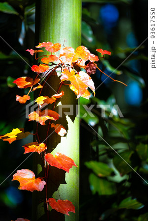 竹に絡まった紅葉した蔦 93617550