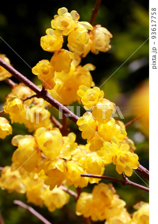 お日様の光にきらきら光るロウバイの花 93617758