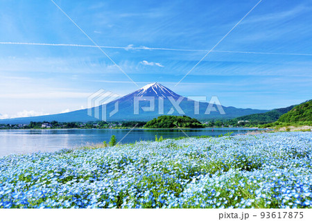 初夏の絶景 富士山とネモフィラの風景 初夏の絶景 富士山とネモフィラの風景 93617875