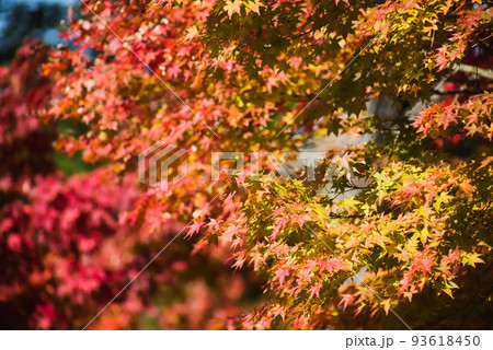 紅葉の最盛期 鹿児島県青少年研修センター 紅葉の最盛期 鹿児島県青少年研修センター 93618450