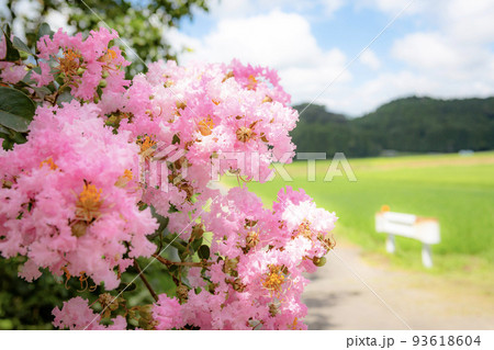 サルスベリの花をソフトイメージに写す 93618604