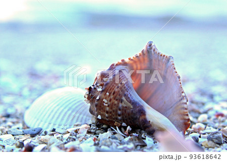 浜辺の貝殻 浜辺の貝殻 93618642