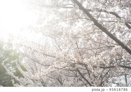 お花見日和の一日 93618786