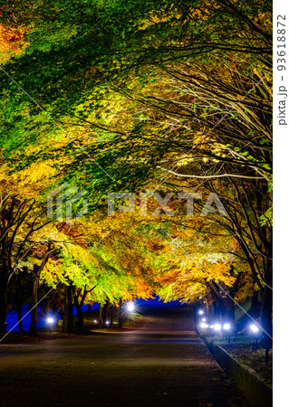 箕輪町・もみじ湖の紅葉（ライトアップ） 93618872