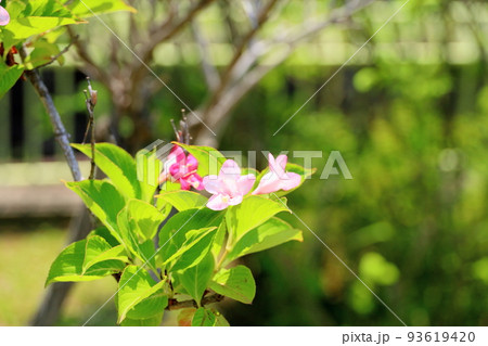 ハコネウツギの花 ハコネウツギの花 93619420