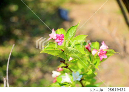 ハコネウツギの花 93619421