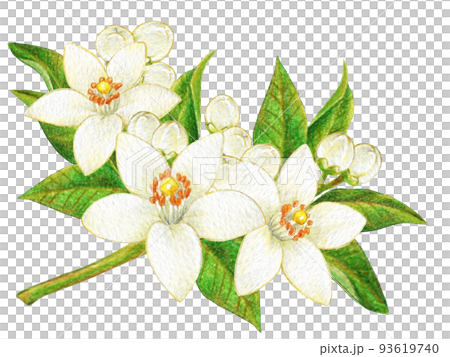 白柑花彩色鉛筆劃一點 93619740