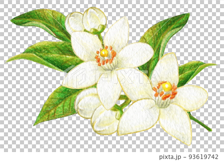 白柑花彩色鉛筆劃一點 白柑花彩色鉛筆劃一點 93619742