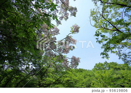 センダンの花 93619806