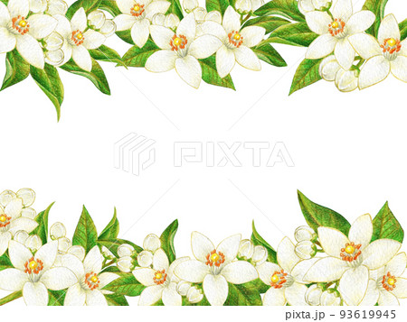 tangerines clipart flower