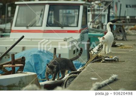 琵琶湖に浮かぶ有人島・沖島を探検する地域猫 琵琶湖に浮かぶ有人島・沖島を探検する地域猫 93620498