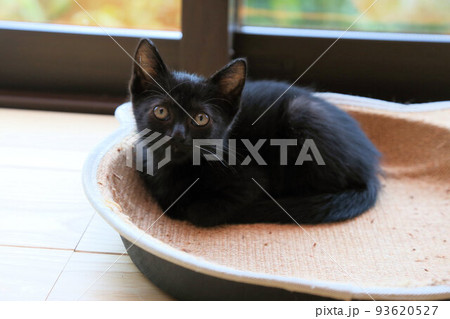 生後2カ月程度の黒猫の子猫、保護猫の赤ちゃん、野良猫 93620527