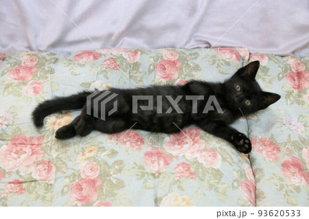 生後2カ月程度の黒猫の子猫、保護猫の赤ちゃん、野良猫 93620533