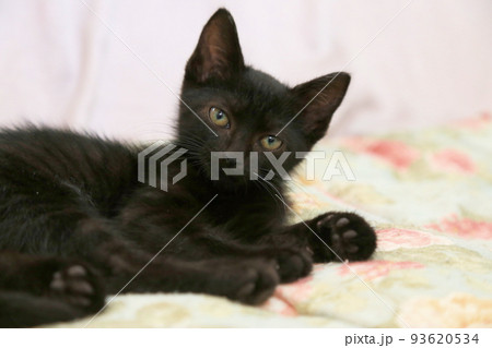 生後2カ月程度の黒猫の子猫、保護猫の赤ちゃん、野良猫 93620534