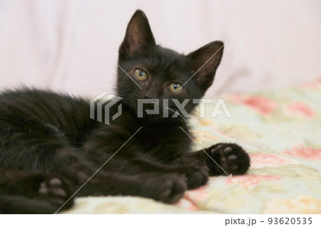 生後2カ月程度の黒猫の子猫、保護猫の赤ちゃん、野良猫 93620535