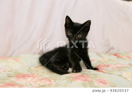生後2カ月程度の黒猫の子猫、保護猫の赤ちゃん、野良猫 93620537