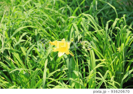 ヒメカンゾウの花 93620670