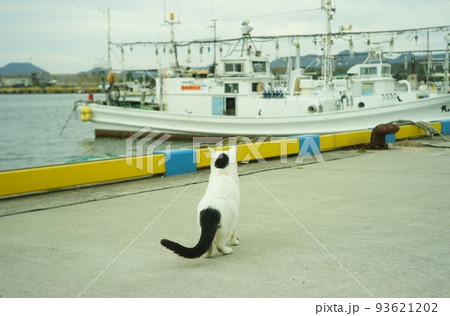 オールドレンズ・ジュピター8で撮影した、鳥取港に住む地域猫 93621202