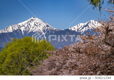 春の常念岳と桜 春の常念岳と桜 93621294