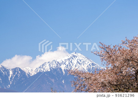 春の常念岳と桜 春の常念岳と桜 93621296