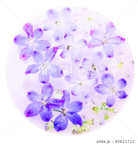 水に浮かべたデルフィニウムの花の画像 93621712