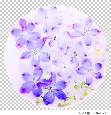 漂浮在水中的飛燕草花的圖像 漂浮在水中的飛燕草花的圖像 93621712