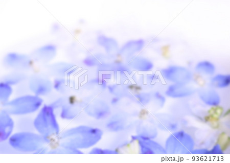 水に浮かべたデルフィニウムの花の画像 水に浮かべたデルフィニウムの花の画像 93621713