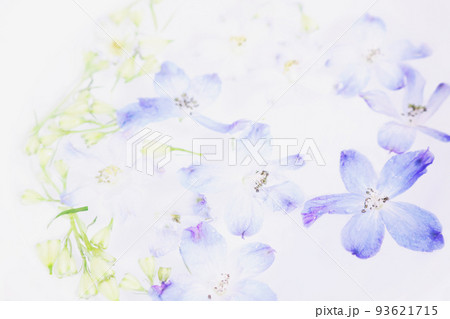 水に浮かべたデルフィニウムの花の画像 水に浮かべたデルフィニウムの花の画像 93621715