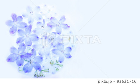 水に浮かせたデルフィニウムの花の画像 水に浮かせたデルフィニウムの花の画像 93621716