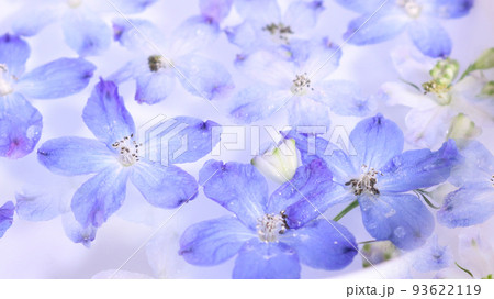 水に浮かべたデルフィニウムの花 水に浮かべたデルフィニウムの花 93622119