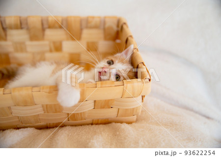 子猫 子猫 93622254