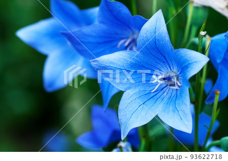 桔梗をアップで 93622718