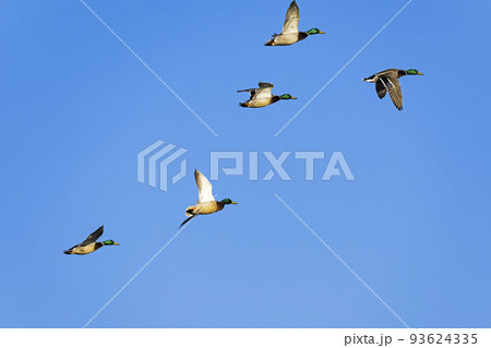 マガモ雄の飛翔 93624335